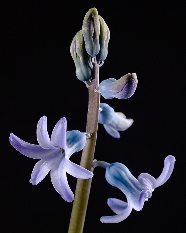 Jan 17 - Hyacinth