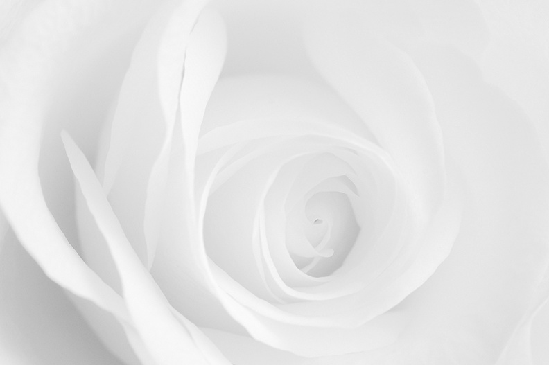 Feb 14 - White rose.jpg
