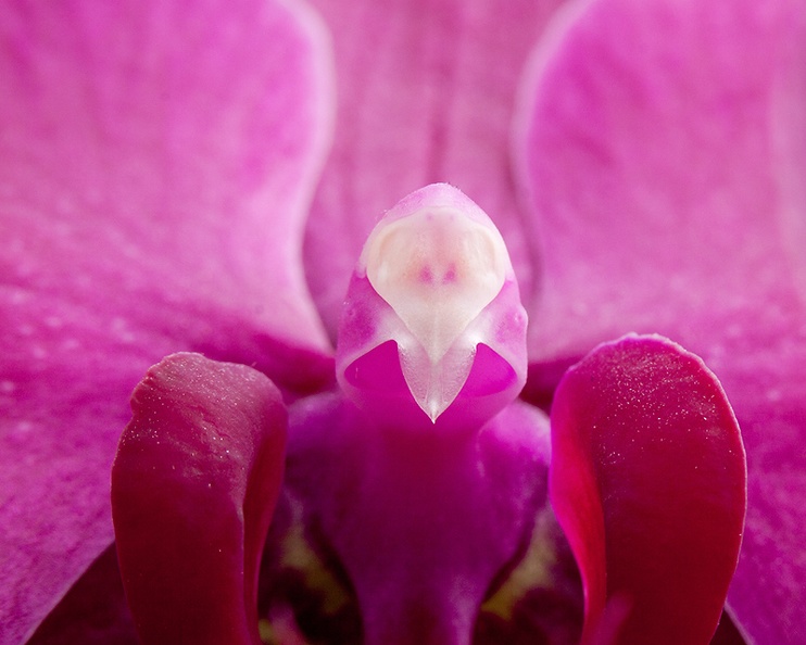 Feb 21 - Orchid.jpg