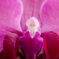 Feb 21 - Orchid
