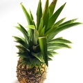 Mar 07 - Pineapple.jpg