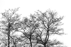Apr 03 - Trees