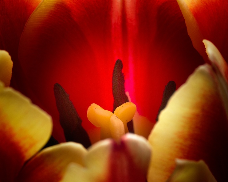 Apr 04 - Tulip