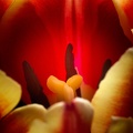 Apr 04 - Tulip