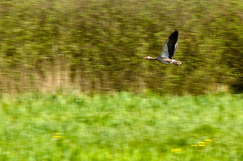 Apr 21 - Flying goose