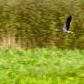Apr 21 - Flying goose