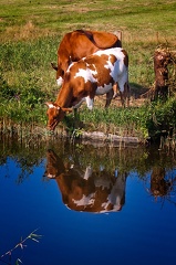 Jul 11 - Cows