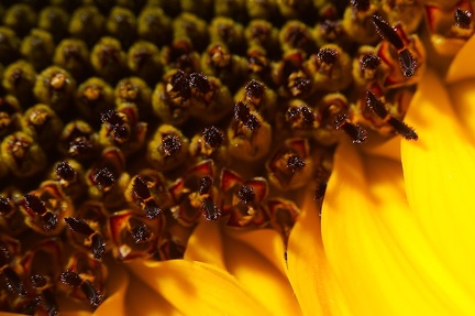 Jul 23 - Detail of a sunflower