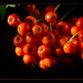 Jul 25 - Berries from my hedge.jpg