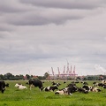 Jul 31 - Cows and cranes.jpg