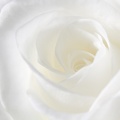 Aug 08 - White rose.jpg