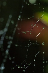 Aug 11 - Spiderweb in the rain