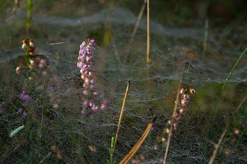 Sep 24 - Heather and web