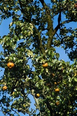 Sep 23 - Pear tree