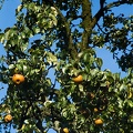 Sep 23 - Pear tree