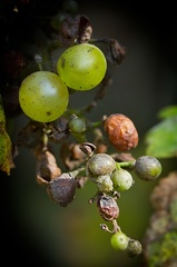 Sep 25 - Grapes