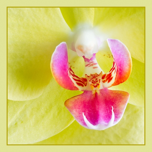 Oct 03- Orchid