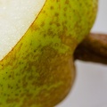 Oct 10 - Pear