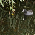 Oct 09 - Coot and reflection.jpg