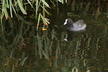 Oct 09 - Coot and reflection