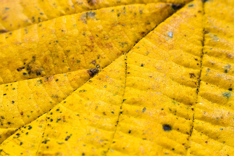 Nov 05 - Leaf.jpg
