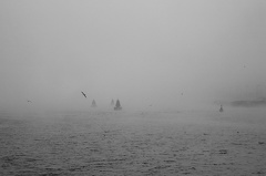 Nov 10 - Birds and buoys