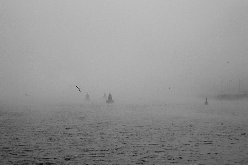 Nov 10 - Birds and buoys.jpg