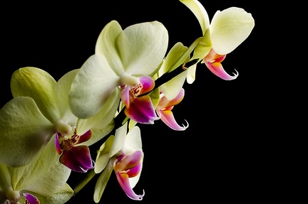 Nov 29 - Orchids