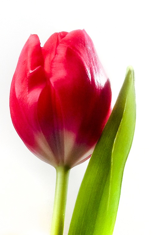 Jan 10 - Tulip