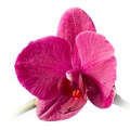 Jan 21 - Orchid