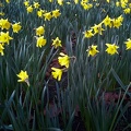 Jan 23 - Daffodils