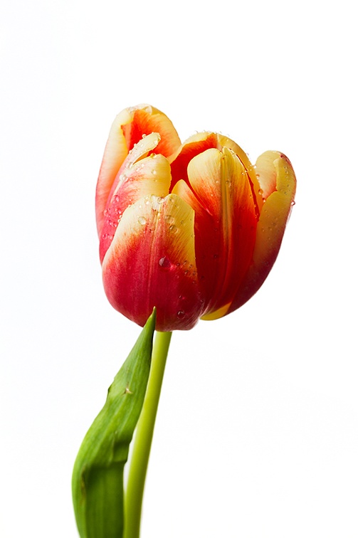 Jan 31 - Another tulip