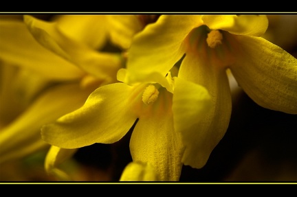 Feb 03 - Yellow