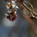 Feb 04 - The last raspberry