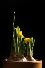Mar 04 - Daffodils