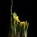 Mar 04 - Daffodils.jpg