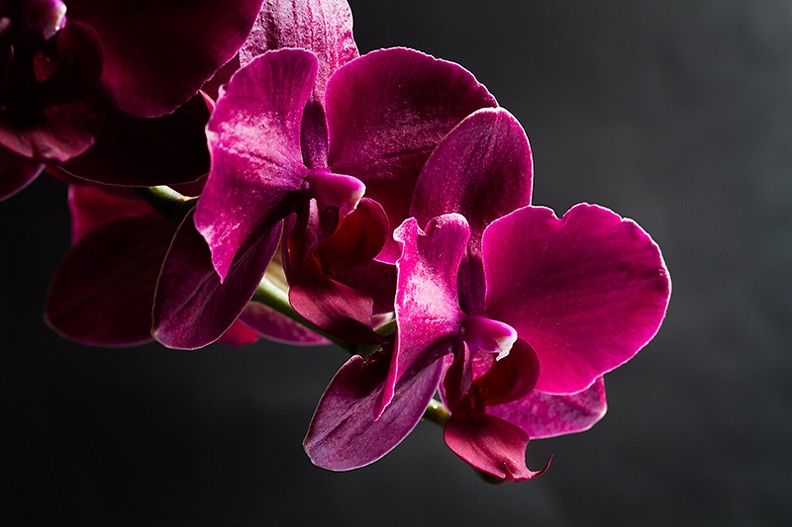 Mar 08 - Orchids.jpg