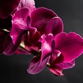 Mar 08 - Orchids.jpg