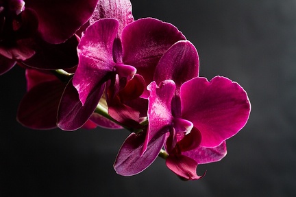 Mar 08 - Orchids