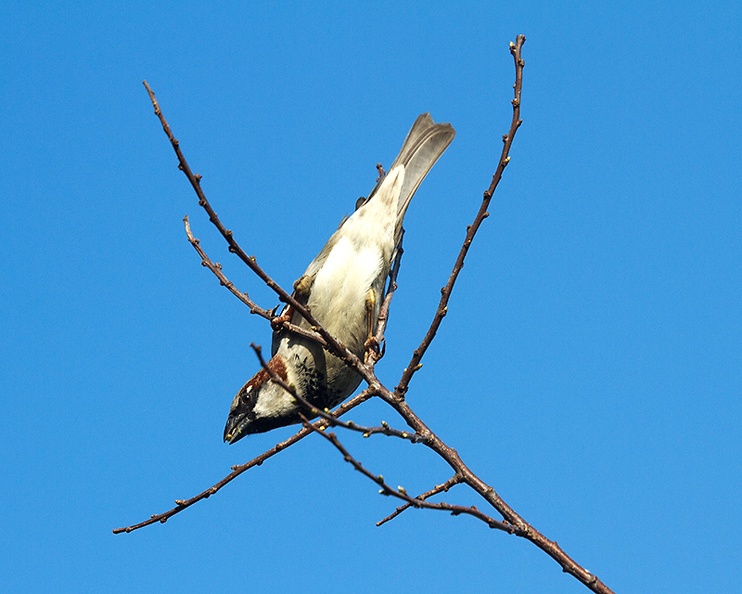 Mar 21 - Sparrow.jpg