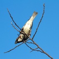 Mar 21 - Sparrow