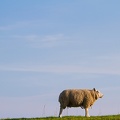 Mar 24 - Sheep.jpg