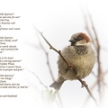 Apr 01 - Who will love a little Sparrow?