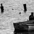 Apr 07 - Boat and birds.jpg