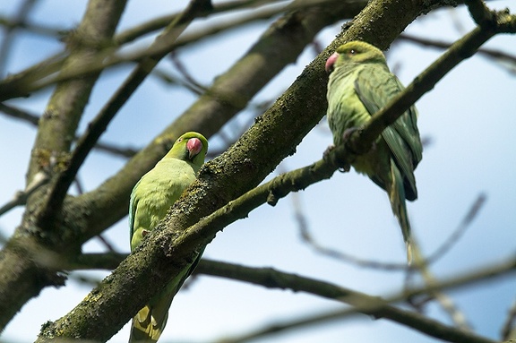 Apr 12 - Ring-necked Parakeet