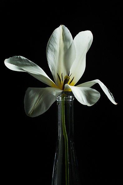 Apr 16 -White tulip.jpg