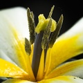 Apr 17 - White tulip II.jpg