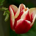 Apr 23 - Last tulip in my garden