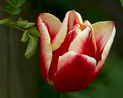 Apr 23 - Last tulip in my garden