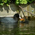 May 07 - Cute coots